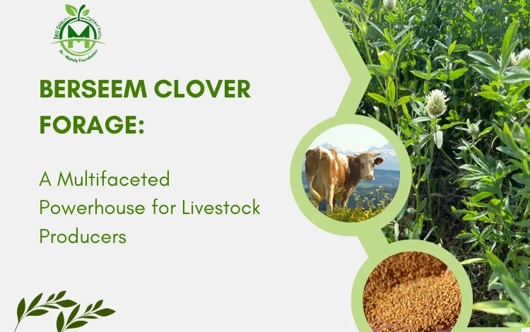 Berseem Clover Forage